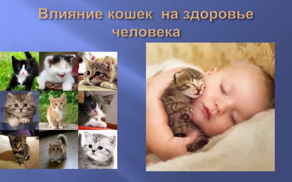 Действие кошки