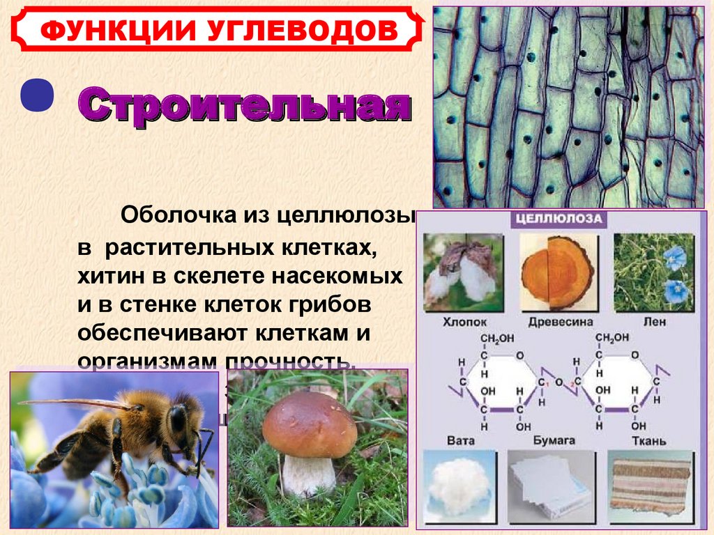 Клеточная стенка из хитина. Функции углеводов в клеточной мембране. Хитин входит в состав клеточной стенки. Наличие клеточной стенки из хитина. Углевод в клеточной стенке животных.