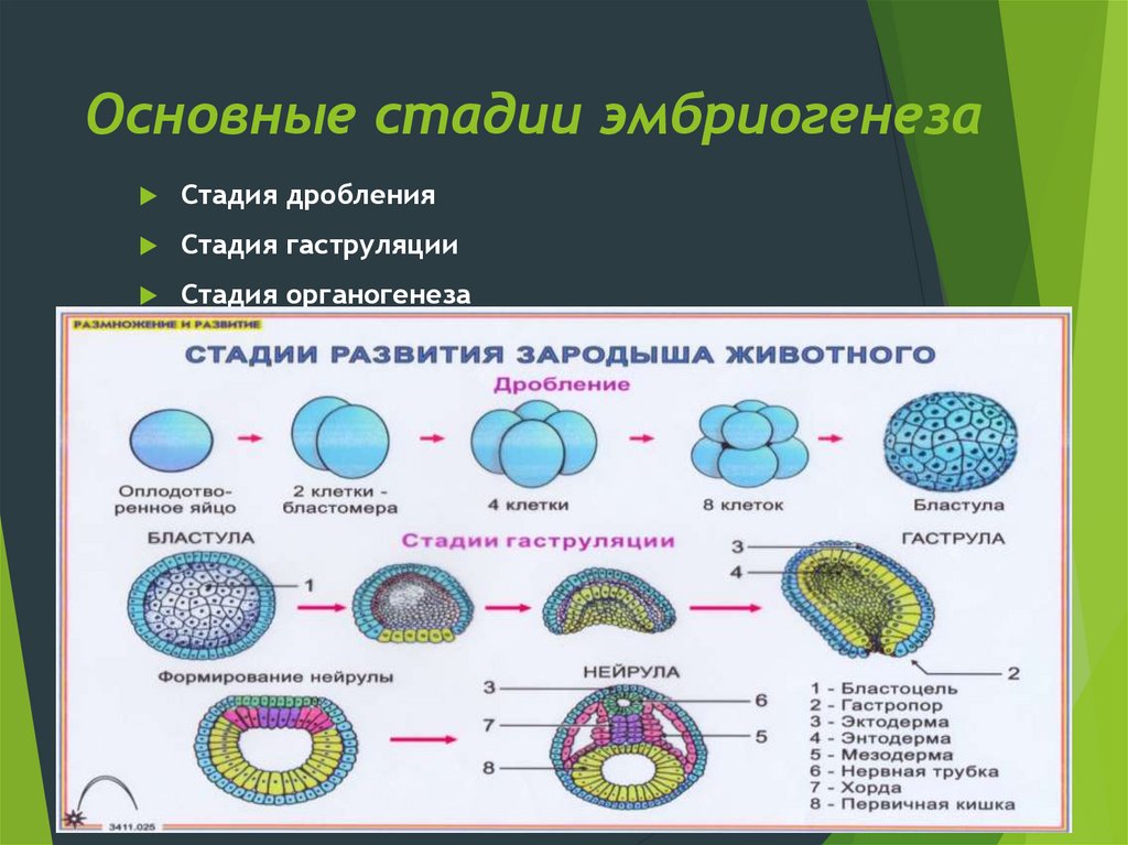 Этапы индивидуального развития