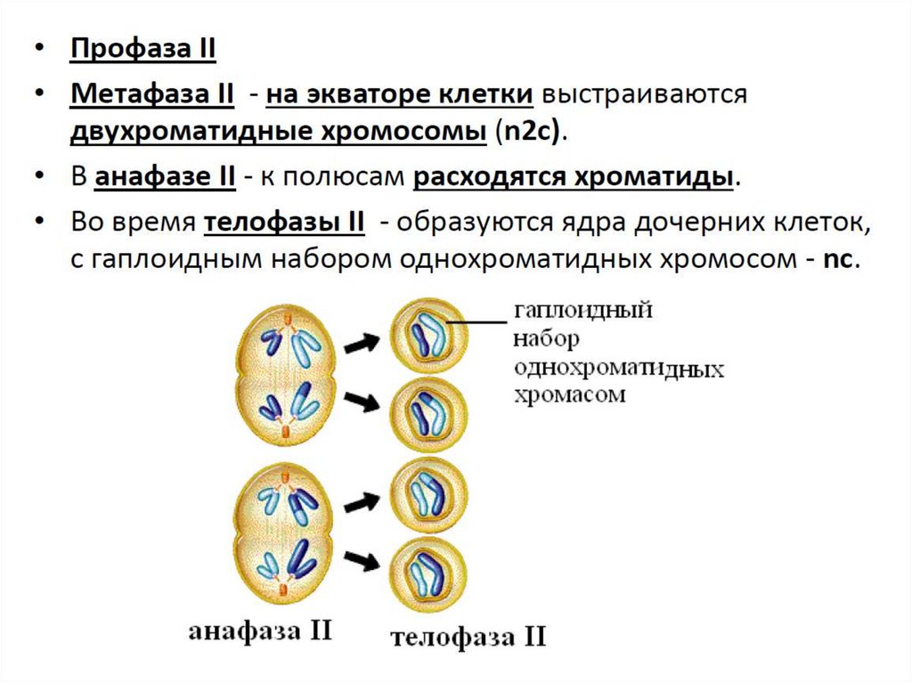 Гаплоидный набор хромосом клетки образуется в результате. Мейоз 2 гаплоидных ядра. Анафаза мейоза 2 хромосомы двухроматидные. В телофазе мейоза 2 хромосомы двухроматидные. Метафаза 2 набор хромосом.
