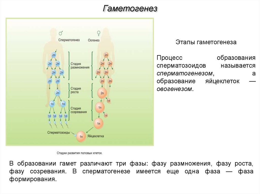 4 этапа сперматогенеза. Фаза размножения фаза роста фаза созревания. Фаза созревания сперматогенеза. Фаза созревания гаметогенеза. Стадии гаметогенеза.