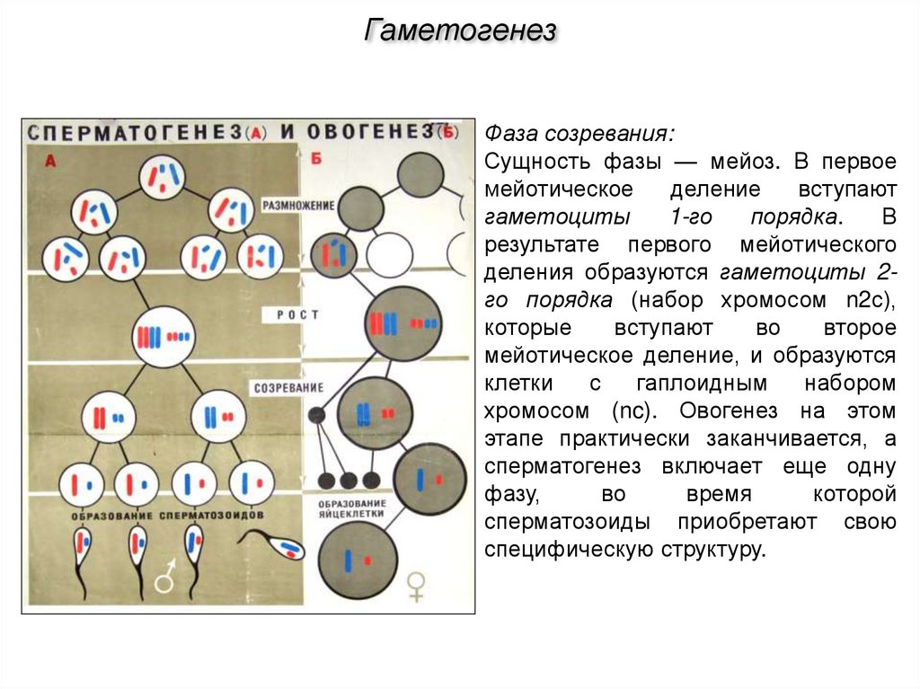 Набор хромосом клетки называют. Сперматоцит 1 порядка набор хромосом. Первое мейотическое деление. Сперматоциты 1 порядка набор. Хромосомный набор сперматоцитов 1 порядка.