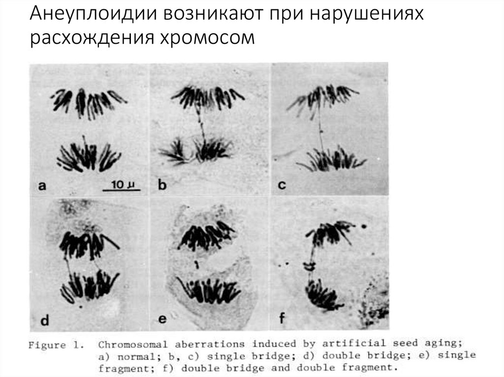 Анеуплоидии возникают при нарушениях расхождения хромосом