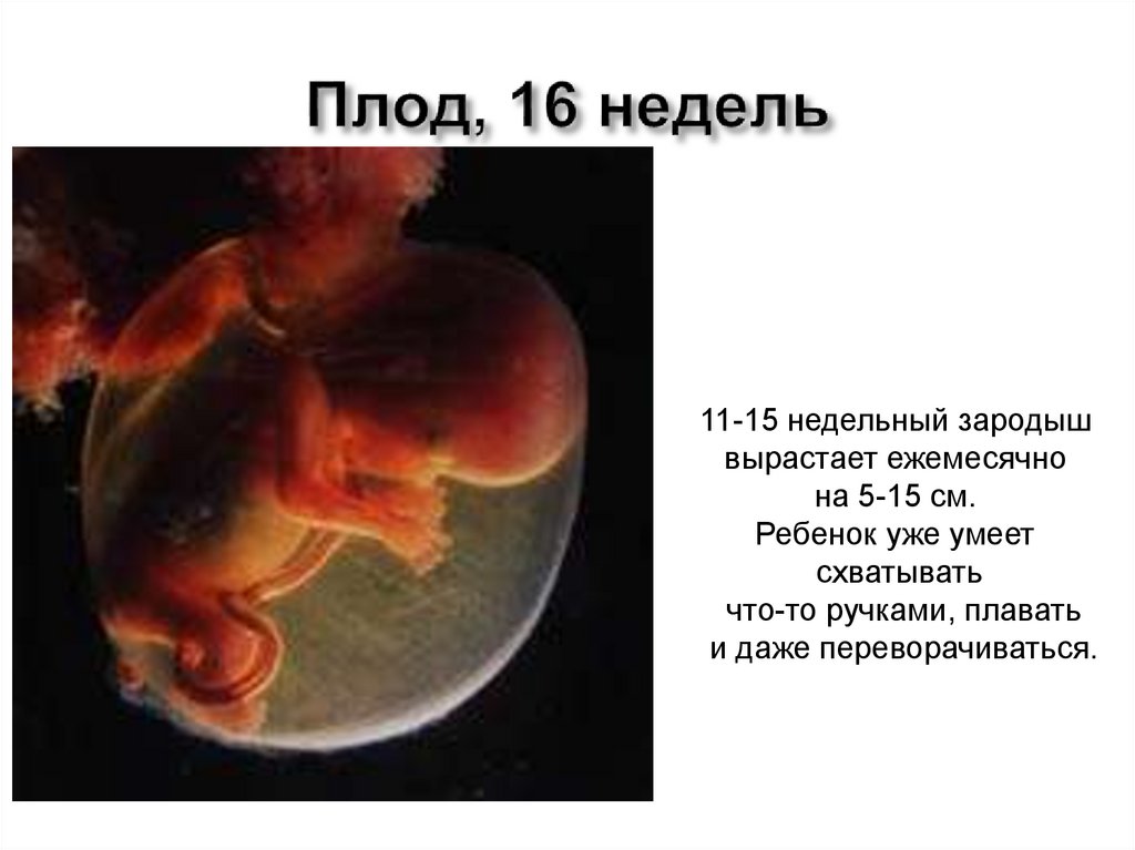 Недельный плод. Зародыш человека 16 недель. Трехнедельный эмбрион. Плод на 16 неделе беременности.
