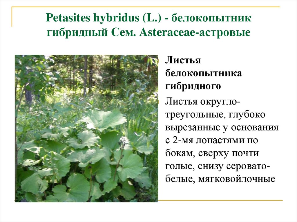 Petasites hybridus (L.) - белокопытник гибридный Сем. Asteraceae-астровые