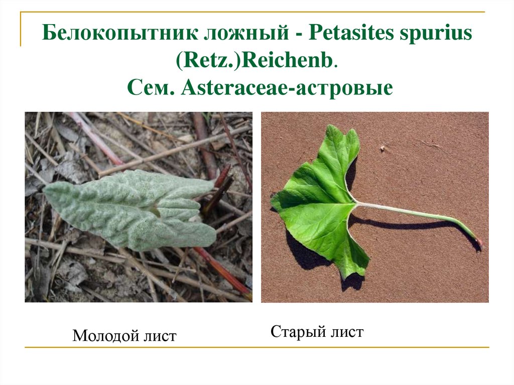 Белокопытник ложный - Petasites spurius (Retz.)Reichenb. Сем. Asteraceae-астровые