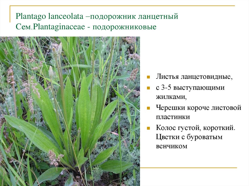Plantago lanceolata –подорожник ланцетный Сем.Plantaginaceae - подорожниковые