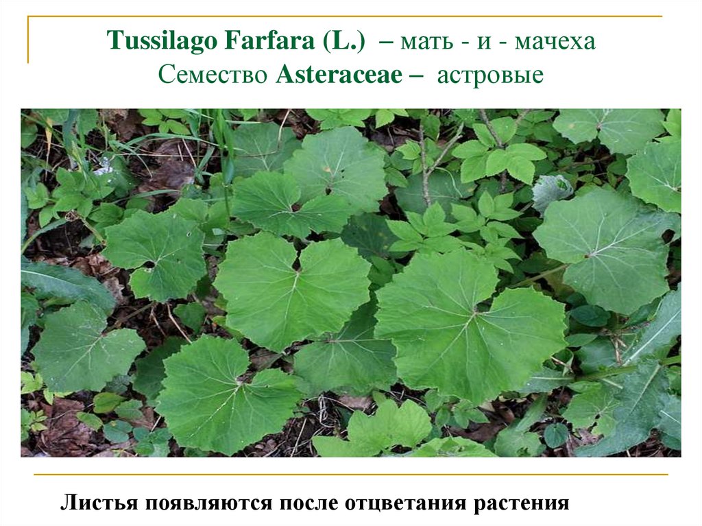 Tussilago Farfara (L.) – мать - и - мачеха Семество Asteraceae – астровые