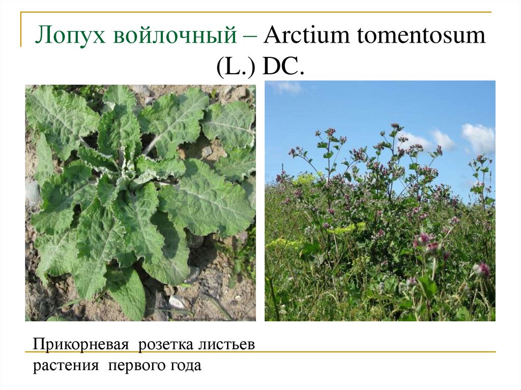 Лопух войлочный – Arctium tomentosum (L.) DC.
