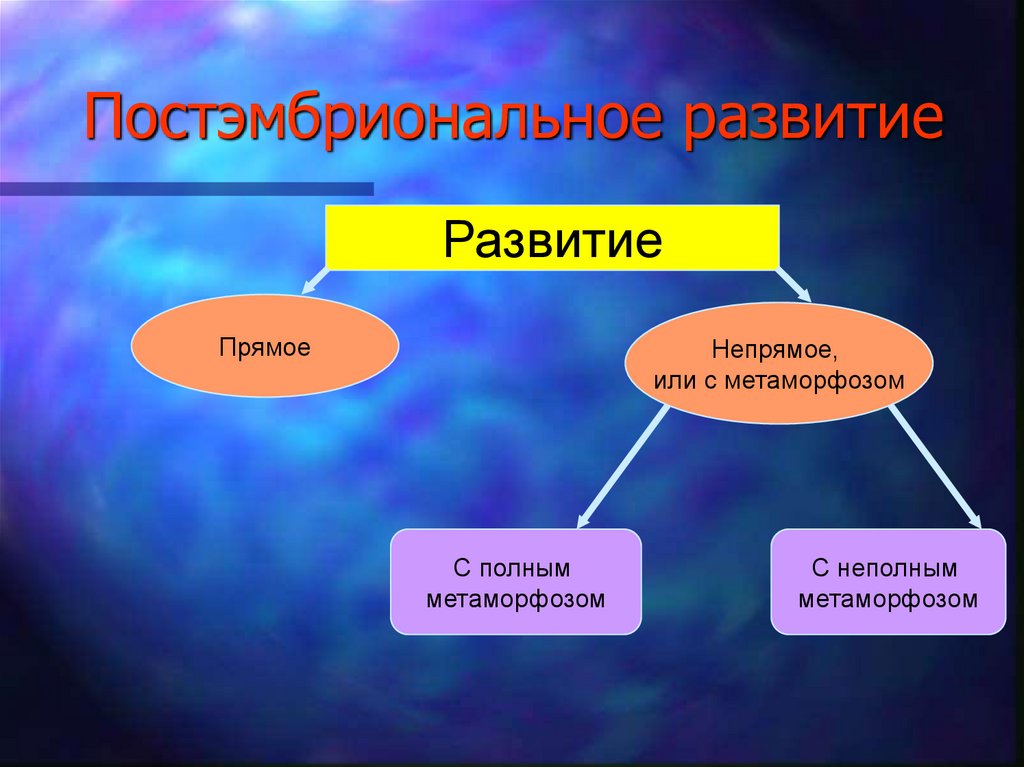 Постэмбриональное развитие презентация