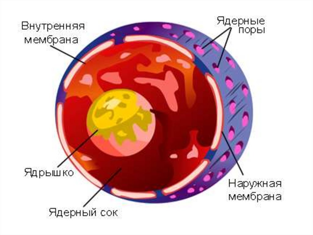 Для какой клетки характерны ядру. Структура ядра эукариотической клетки. Строение ядра клетки. Ядро рисунок. Строение ядра эукариотической клетки.
