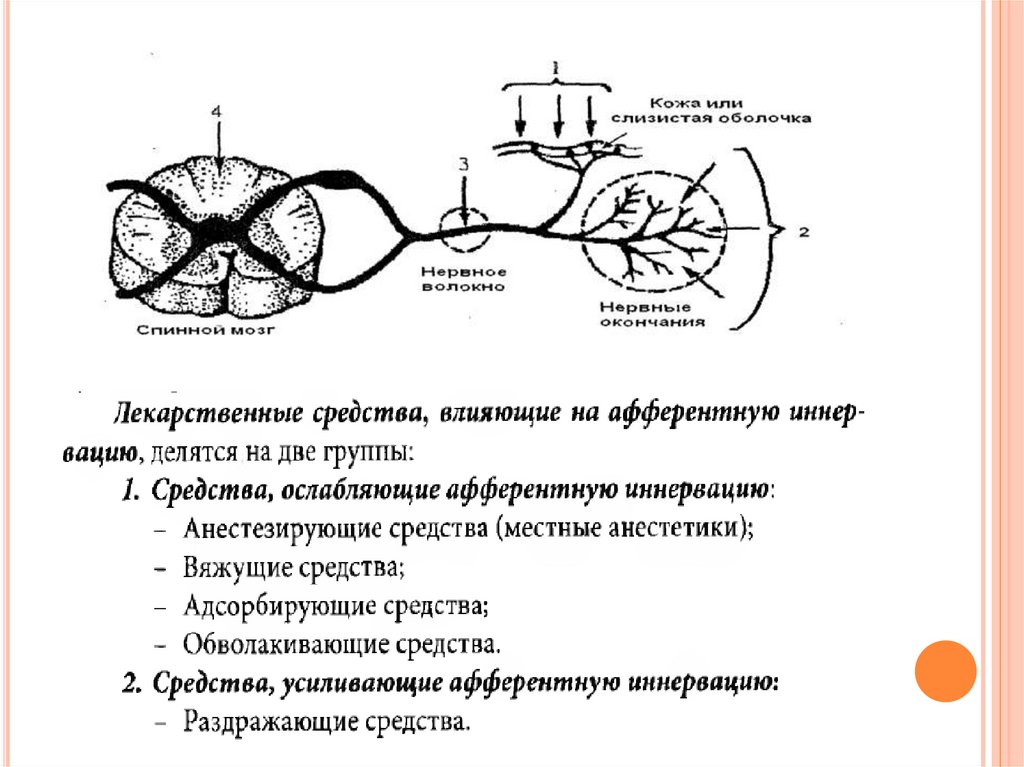 Афферентные и эфферентные пути