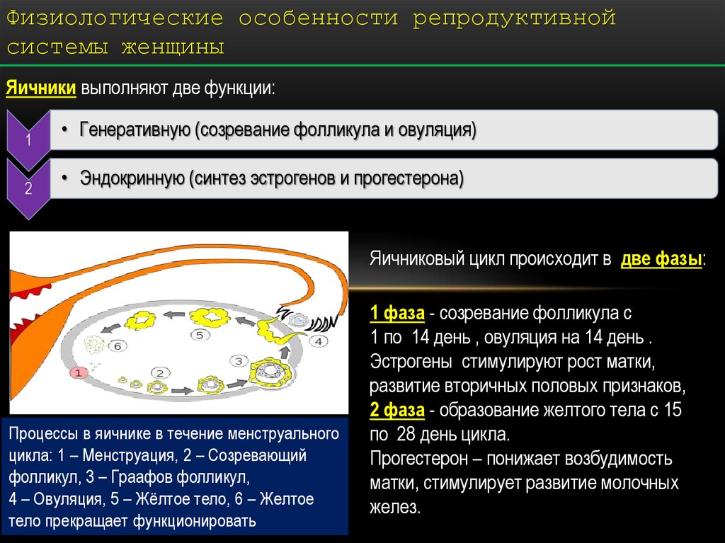 Схема регуляции репродуктивной функции женщины