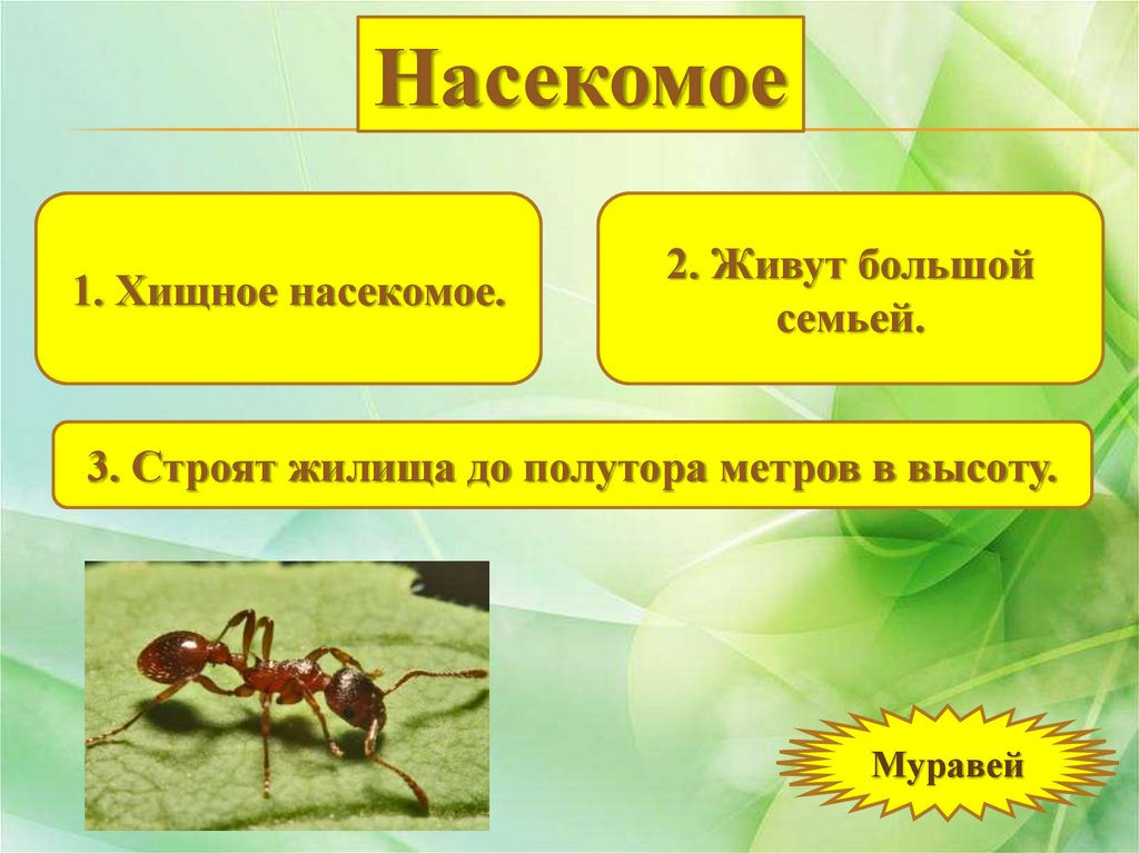 Тайны живой природы - презентация онлайн