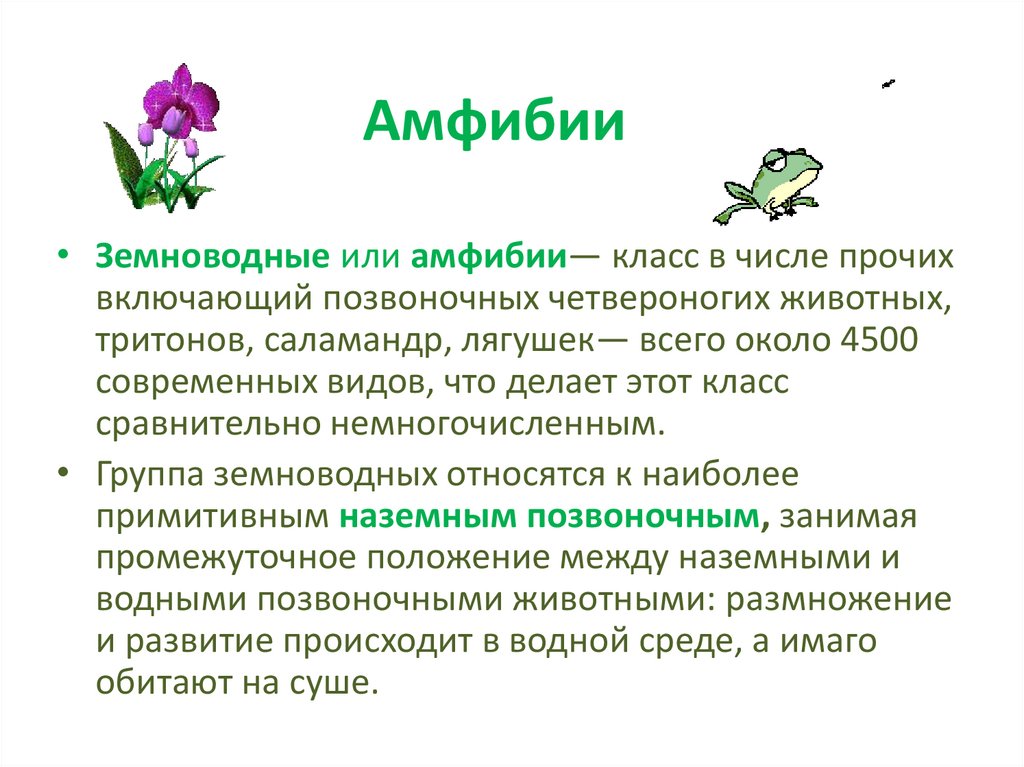 Земноводные презентация огэ