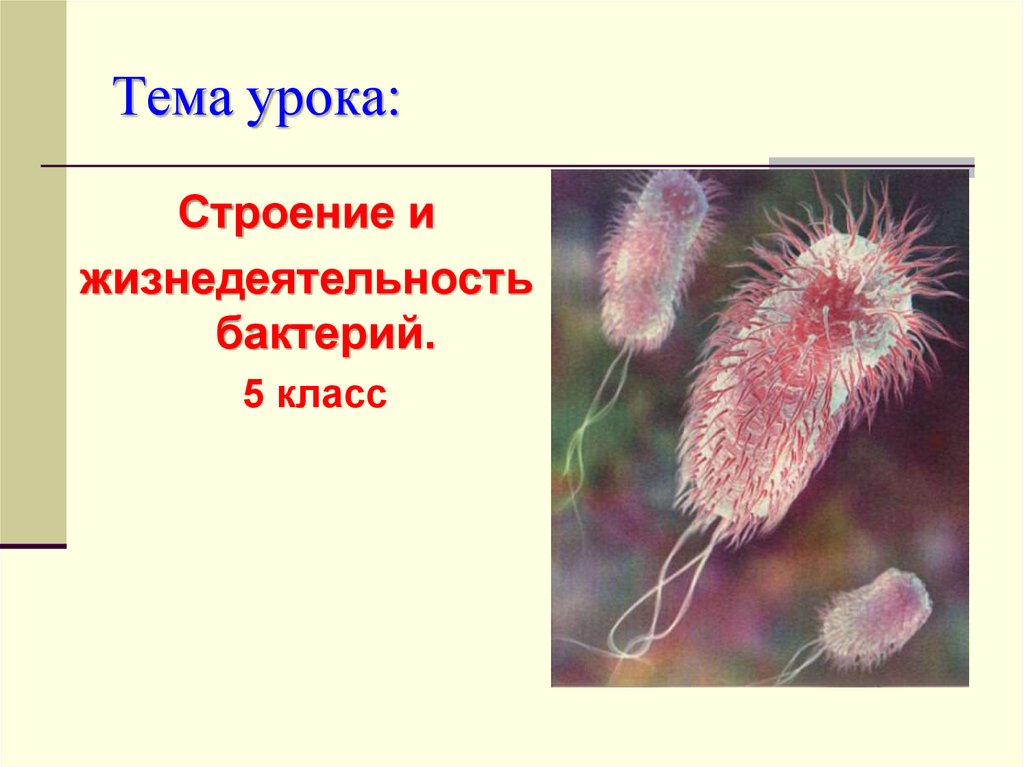 Презентация по биологии класс. Процессы жизнедеятельности бактерий 5 класс биология. Конспект про бактерии 5 класс биология. Биология 5 бактерии строение и жизнедеятельность. Жизнедеятельность бактерий 5 класс биология.