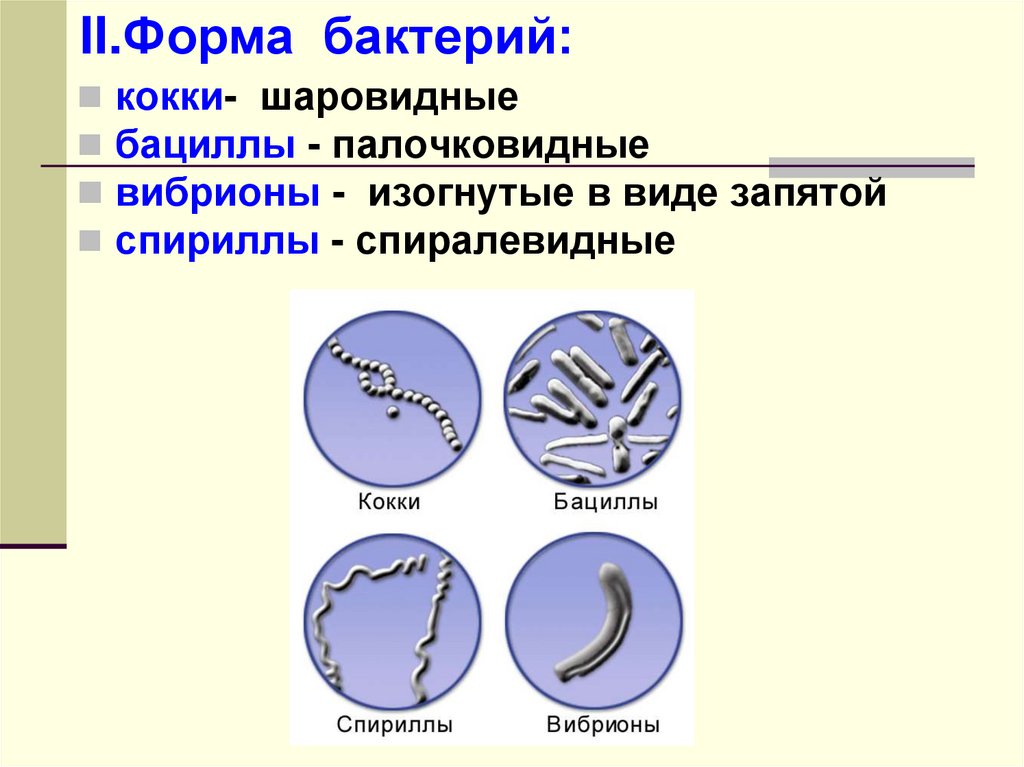 Строение и жизнедеятельность бактерий 5 класс презентация