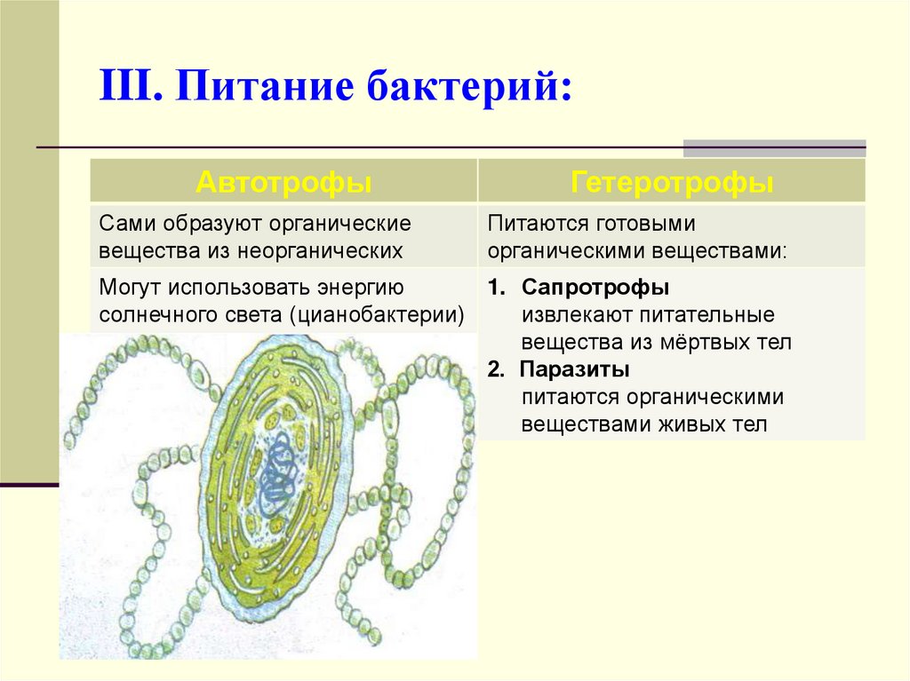 У бактерий активный образ жизни. Строение бактериальной клетки 5 класс биология питание бактерий. Схема питания бактерий 6 класс биология. Строения и процессы жизнедеятельности бактерий 5 класс. Строение автотрофных бактерий.