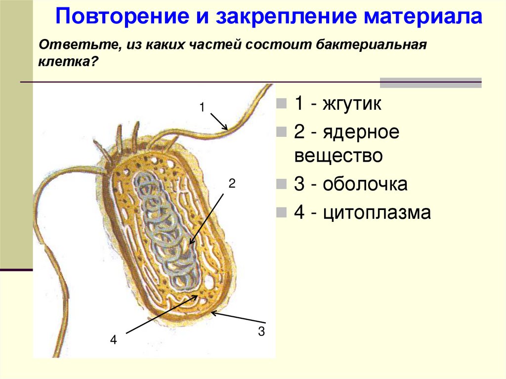 Особенности строения и жизнедеятельности бактерий 7 класс