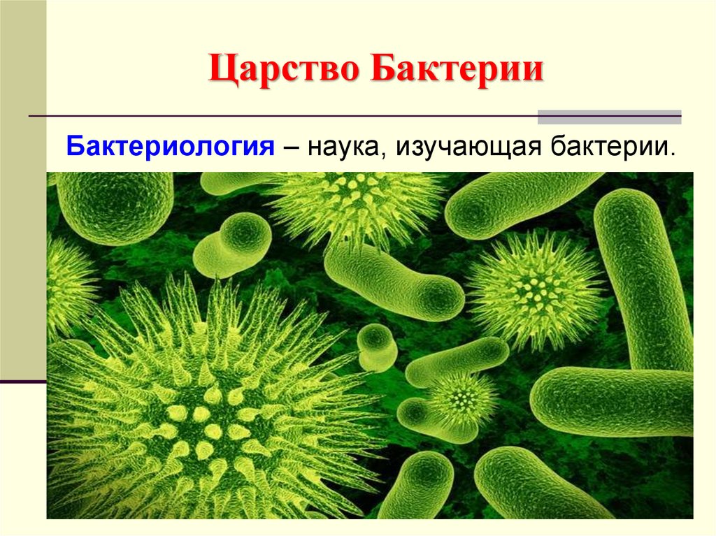 Презентация по биологии 5. Царство бактерий. Бактерии 5 класс. Микробы по биологии. Царство бактерии презентация.