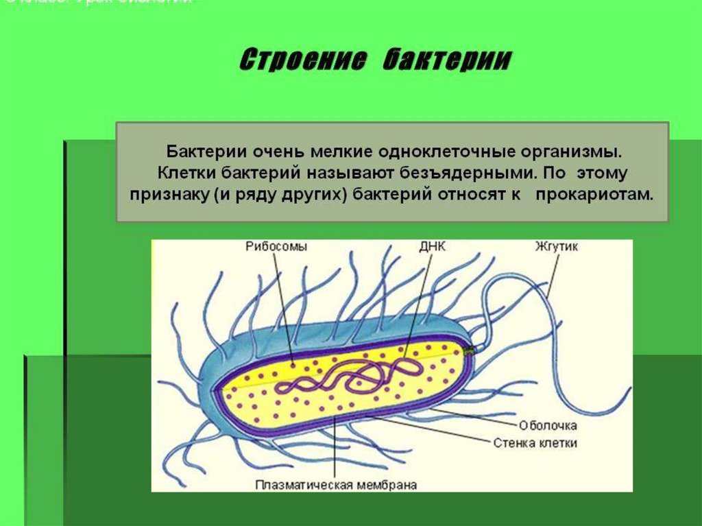 Урок биологии бактерии. Особенности строения клетки бактерии 5 класс биология. Строение клетки бактерии 6 класс. Биология строение и жизнедеятельность бактерий. Строение бактерии биология 5.