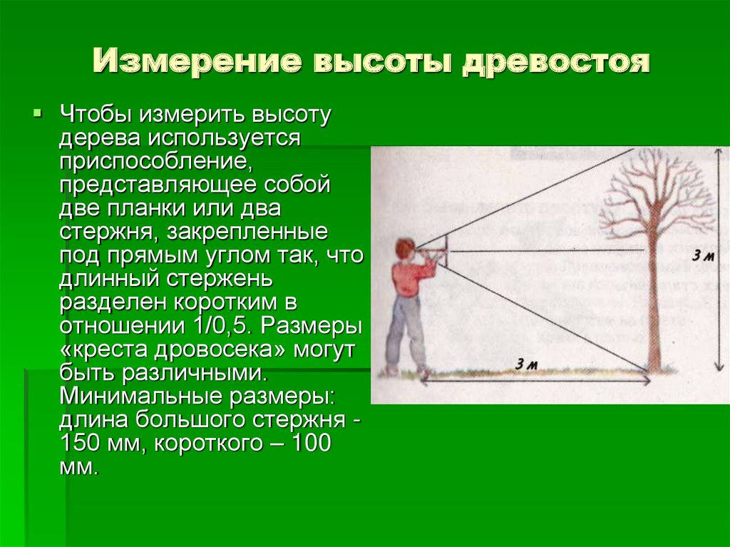 Измерение представляет собой. Измерение высоты дерева. Измерить высоту дерева. Способы измерения высоты дерева. Как определить высоту дерева.