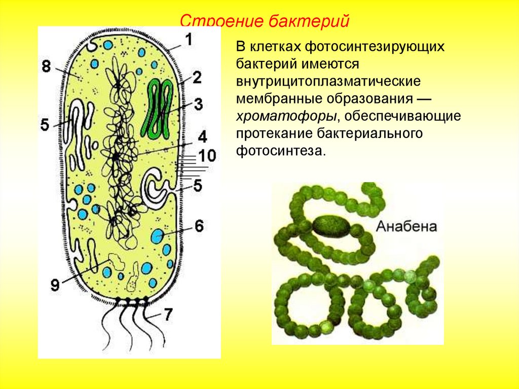 Тест строение бактерий. Строение клетки прокариот бактерии. Прокариотическая клетка bacteria. Строение бактериальной клетки прокариот 10 класс. Фотосинтезирующие бактерии строение.