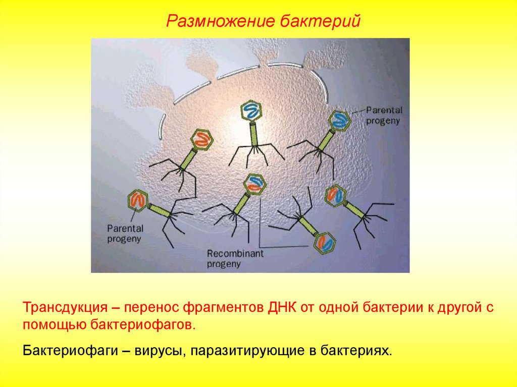 Как размножаются бактерии. Размножение бактерий. Бактериофаги размножаются. Бактерии размножаются с помощью. Размножение бактерий трансдукция.