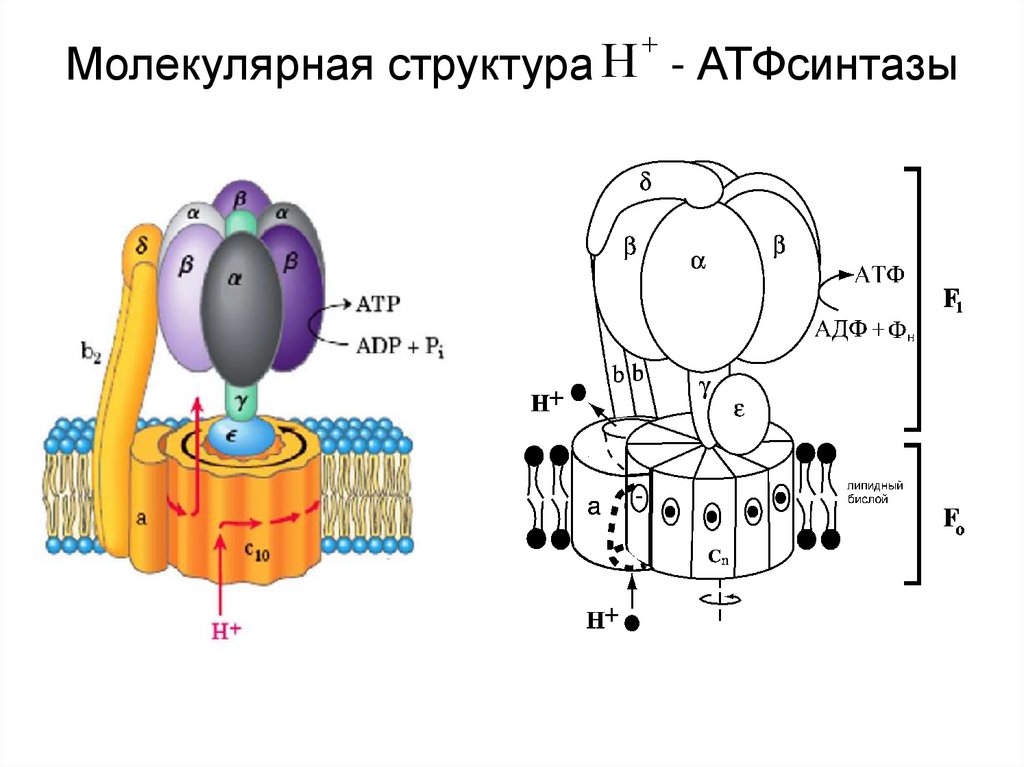 Молекулярная структура - АТФсинтазы