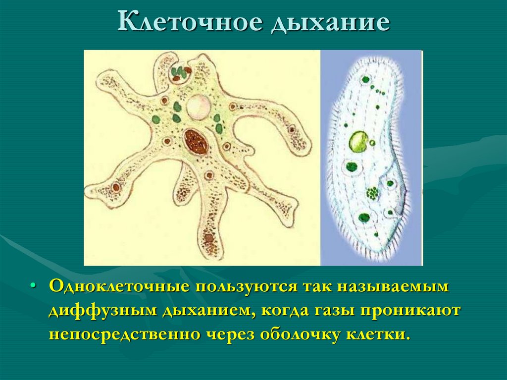 Рисунок клеточного дыхания