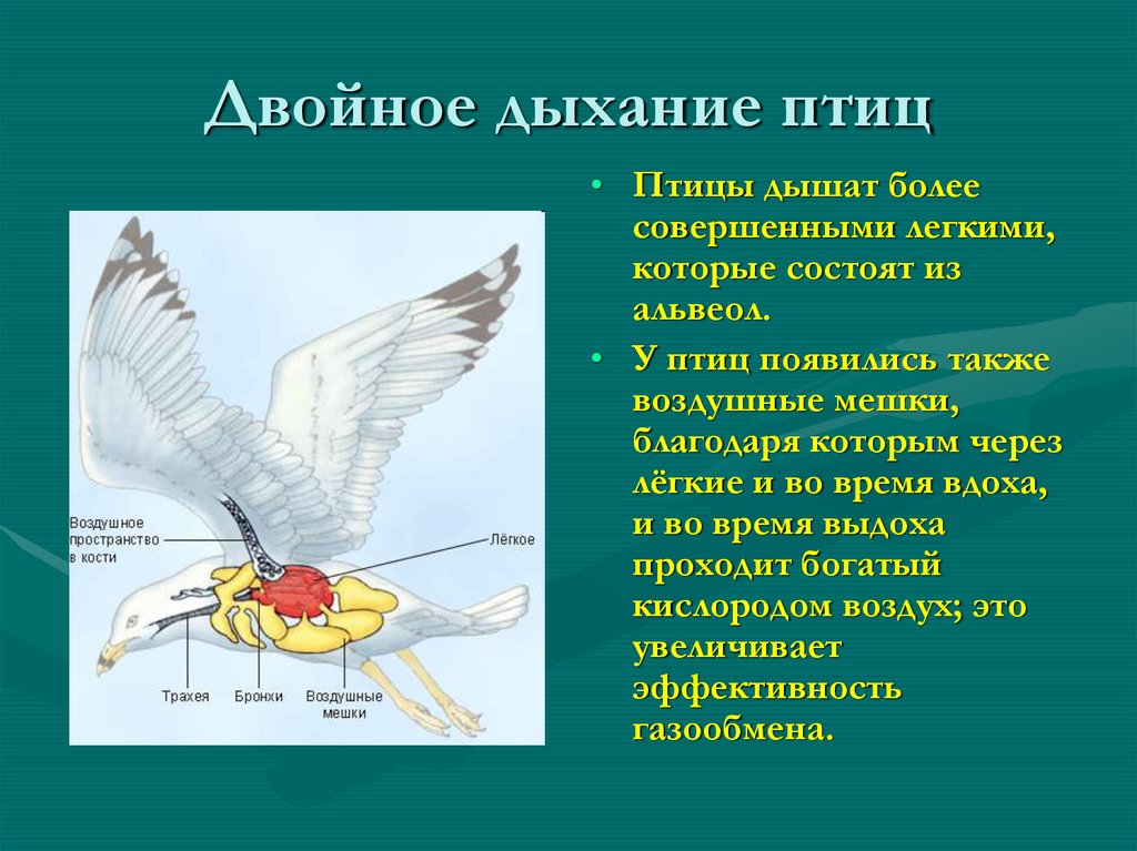 Способность птиц летать всегда привлекала человека основная. Дыхательная система птиц таблица. Дыхательная система птиц кратко. Двойное дыхание у птиц. Строение дыхательной системы птиц.