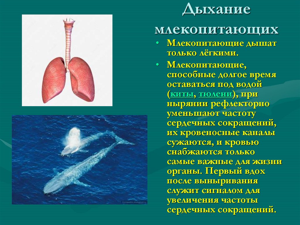 Особенности дыхания зверей. Проект дыхательная система морских млекопитающих. Дыхательная система морских млекопитающих 4 класс. Органы дыхания млекопитающих кратко. Особенности дыхания у млекопитающих.