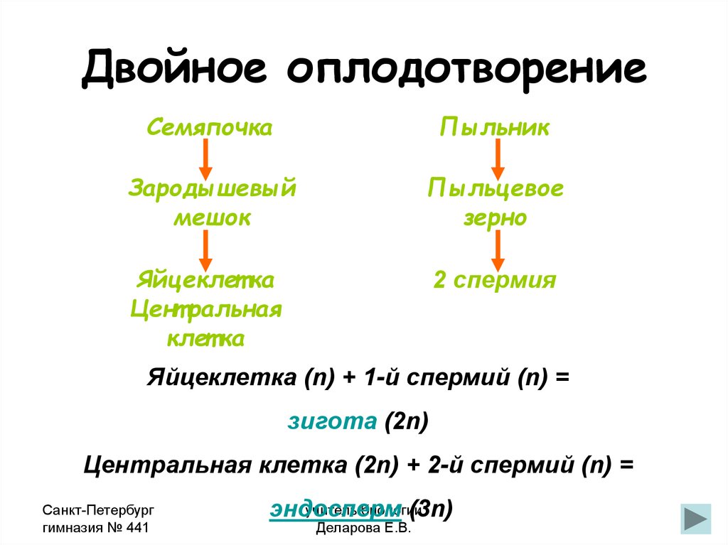 Двойное оплодотворение растений схема