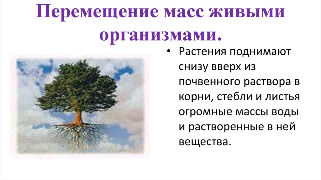 Презентация средообразующая деятельность организмов 9 класс