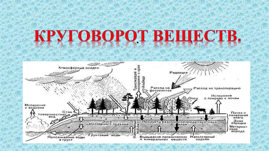 Презентация биосфера средообразующая деятельность