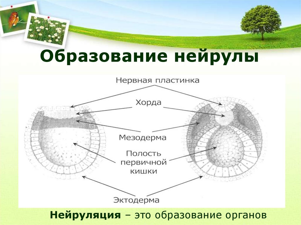 Образование органов. Образование нейрулы. За что отвечает нервная пластинка в нейруле.