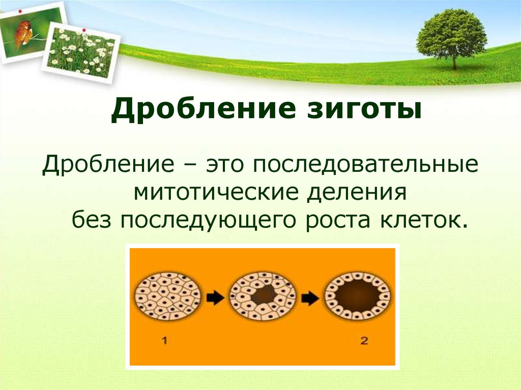 Дробление размножение. Дробление. Дробление это в биологии. Дробление клетки. Дробление это в биологии 9 класс.