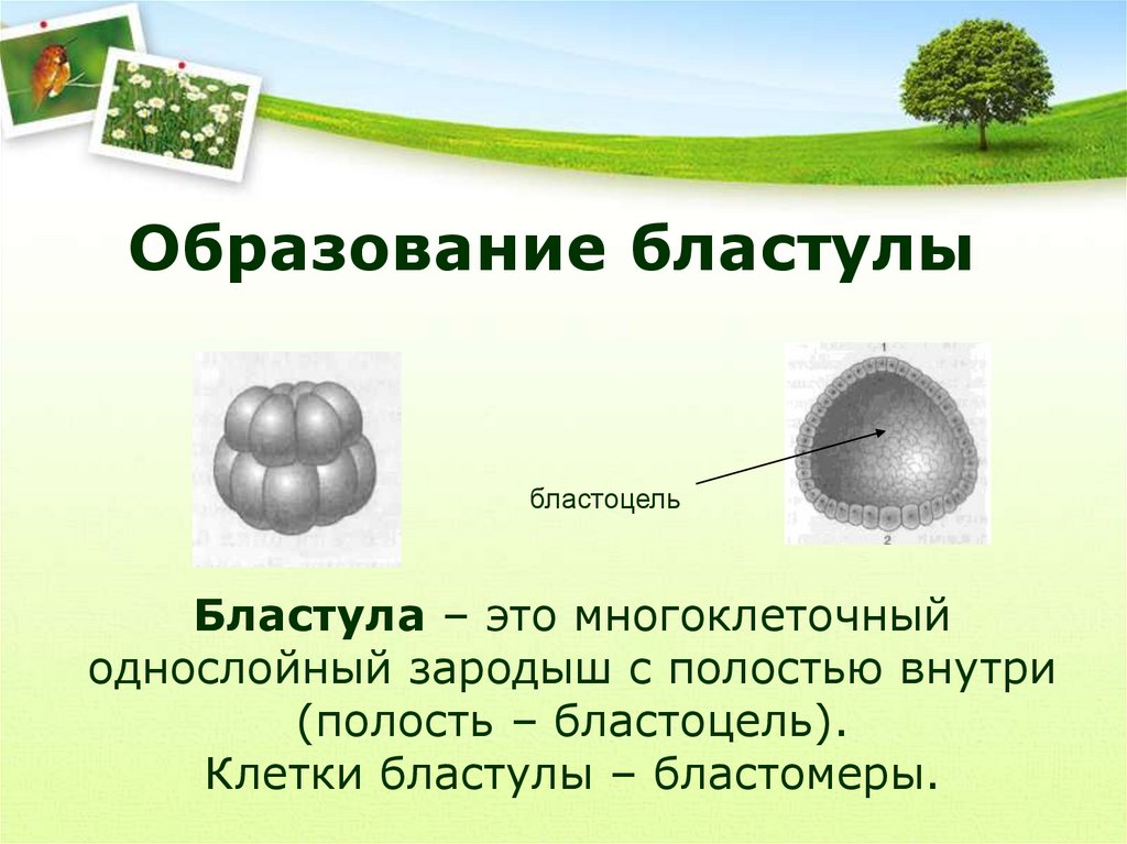 Бластоцель. Образование бластулы э. Полость бластулы. Полость бластоцель.