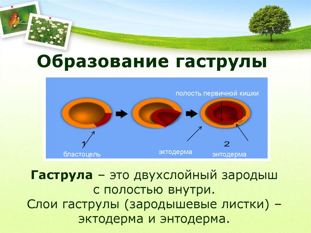 Гаструла это двухслойный зародыш. Образование гаструлы. Полость гаструлы. Размножение гаструла.