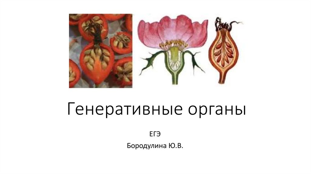 Генеративные органы - презентация онлайн