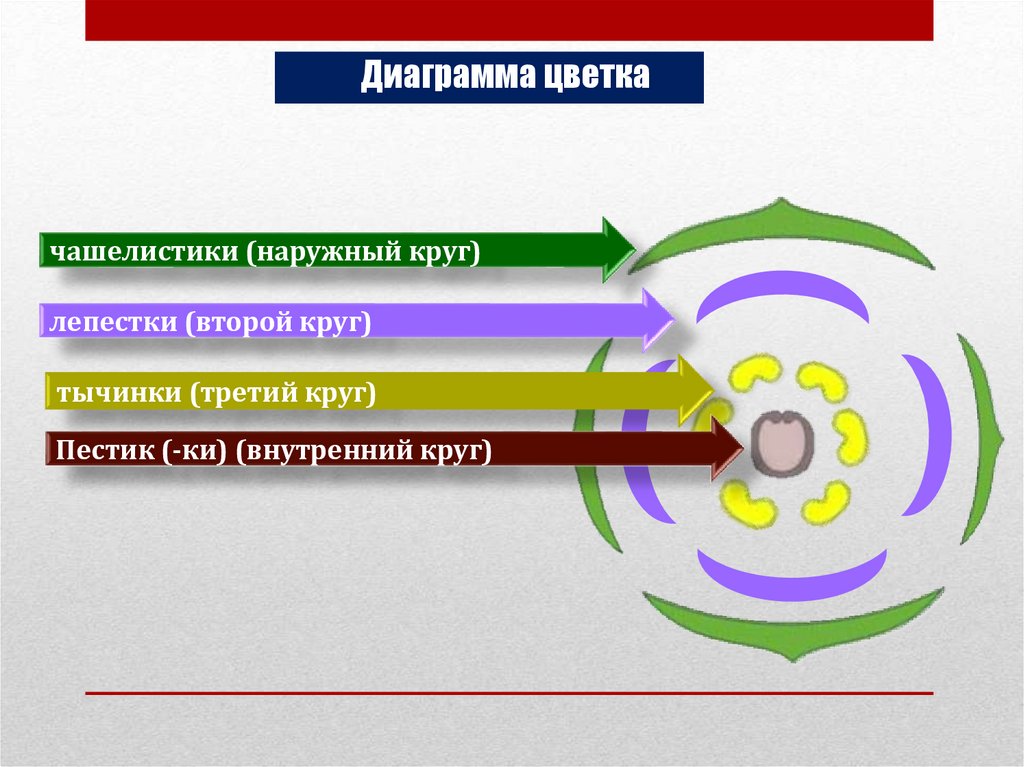 Завершите схему классификации цветковых растений отдел покрытосеменные