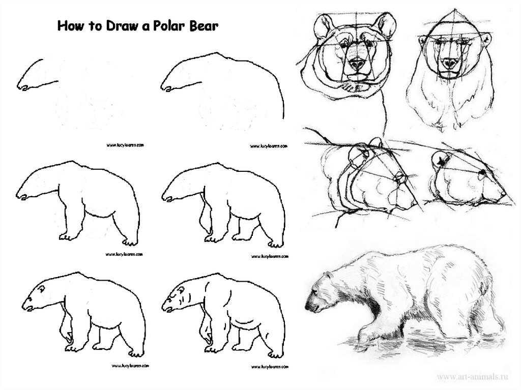 Изображение характера животных. Медведь рисунок. Рисование характера животных. Медведь рисунок карандашом. Изобразить характер животного