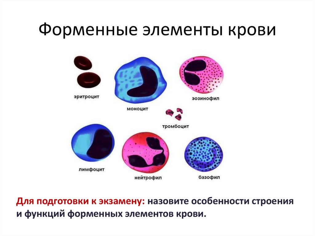 Физиологическая роль форменных элементов крови в организме презентация