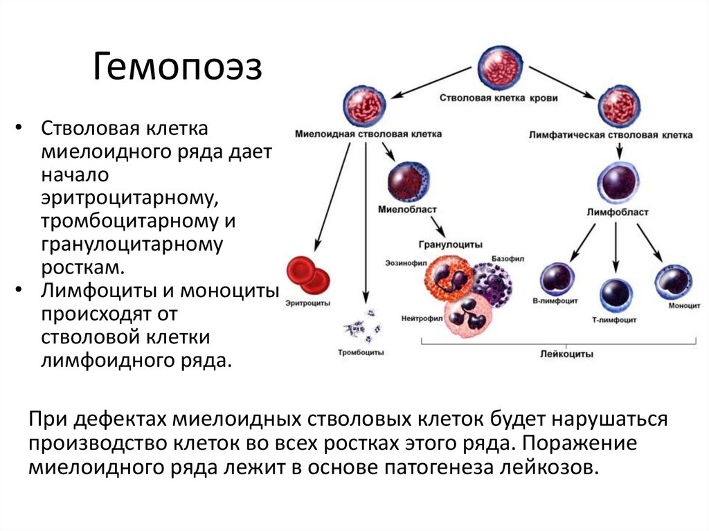 Схема нормального кроветворения