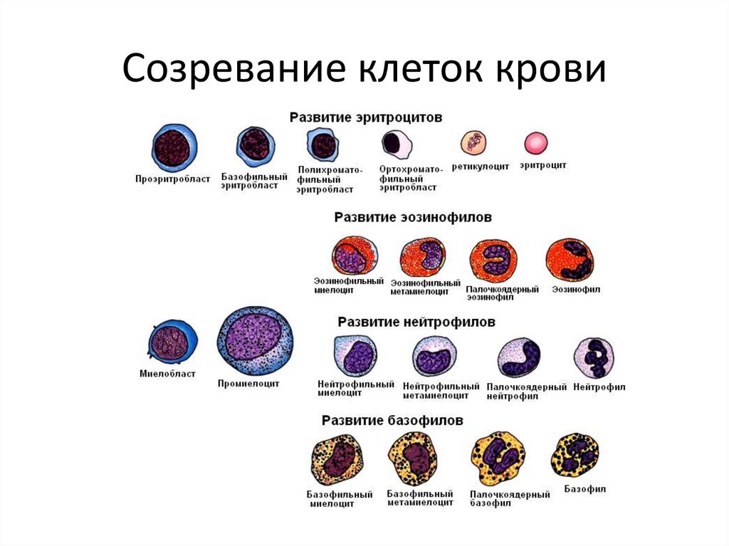 Где формируются клетки крови. Созревание и дифференцировка клеток крови. Созревание клеток крови. Созревающие клетки крови это. Созревание кровяных клеток.
