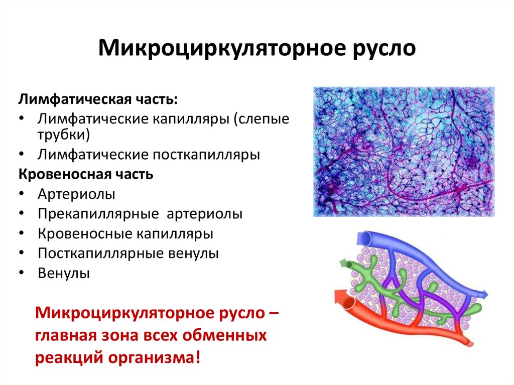 Микроциркуляторное русло схема