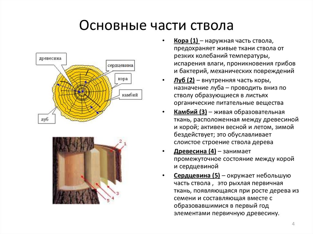 Карта ствола. Передняя часть ствола. Задняя часть ствола.