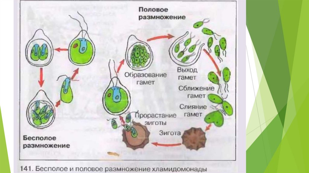 Размножение водорослей 6 класс биология. Зигота хламидомонады. Жизненный цикл хламидомонады.