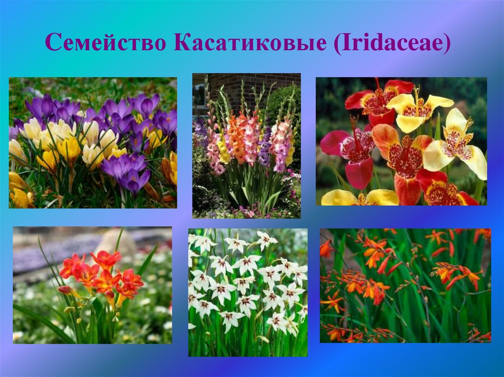 Cемейство Касатиковые (Iridaceae)