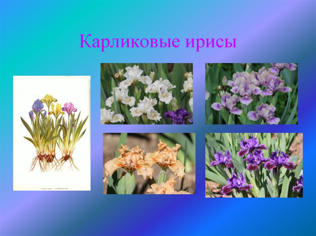 Карликовые ирисы